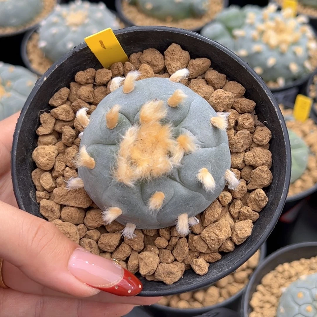 原**你m551原来专拍带盆发货实生