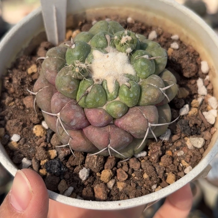 9958象牙有根好养加实