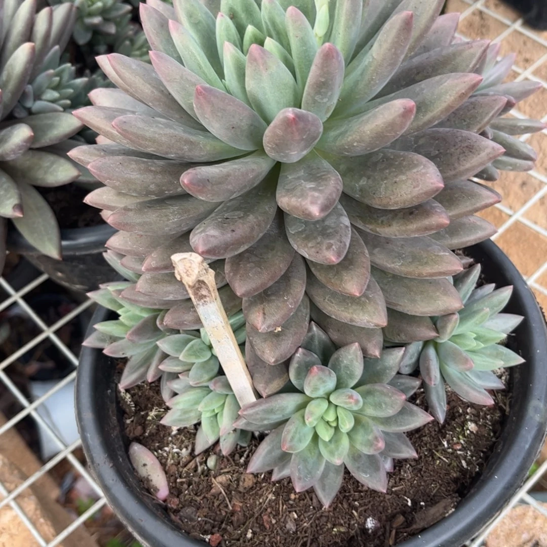 新疆西藏内蒙不包邮，红蜻蜓