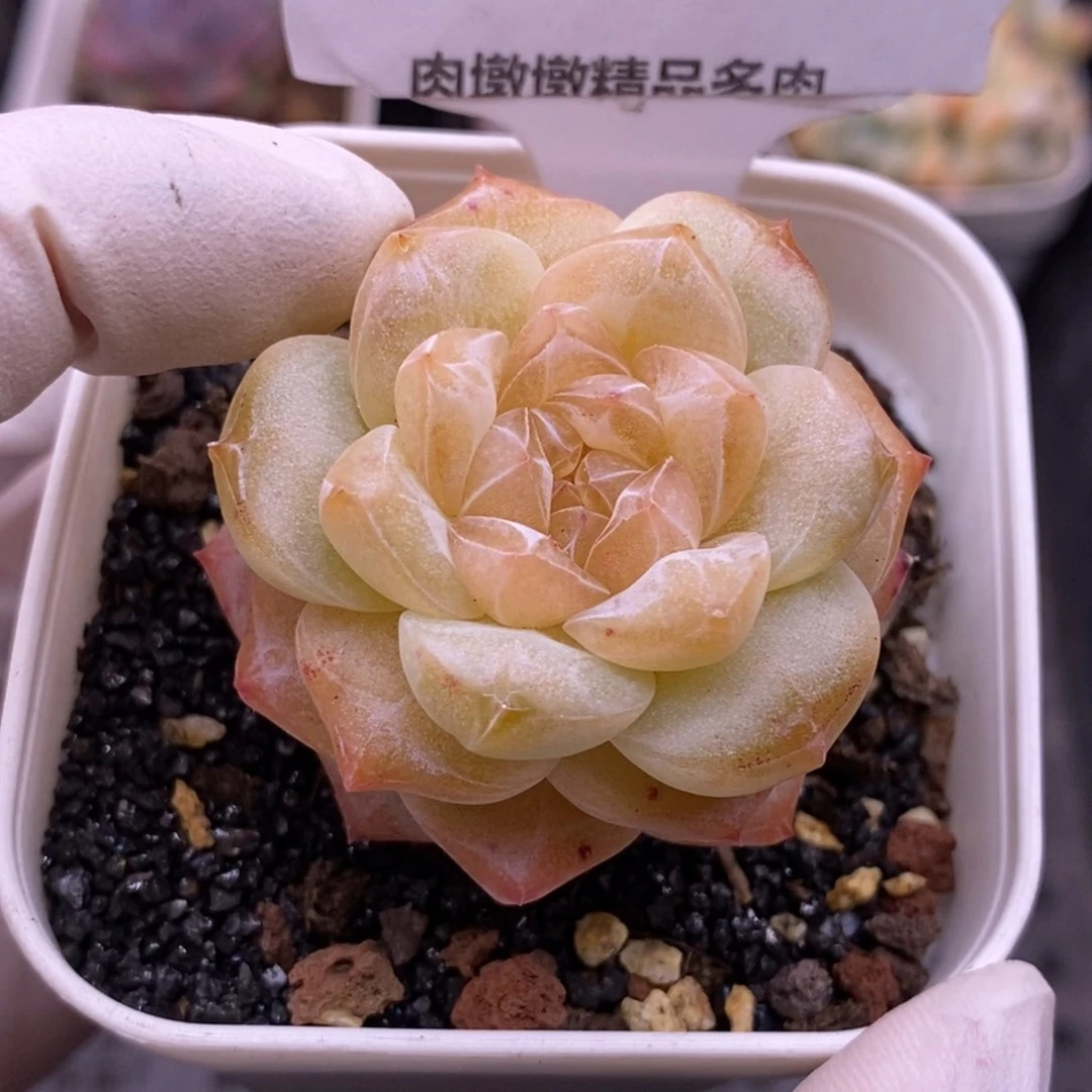 【闪购商品】17-136