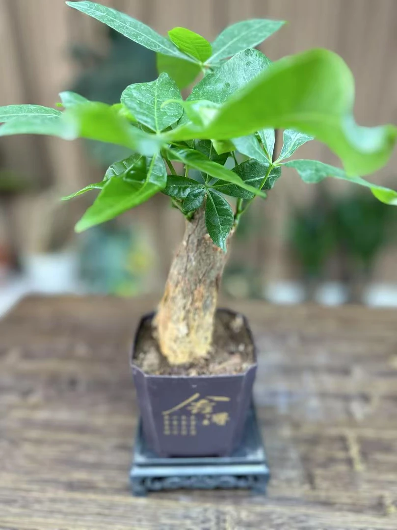 【新疆包邮】发财树盆栽植物室内净化空气提高空气质量