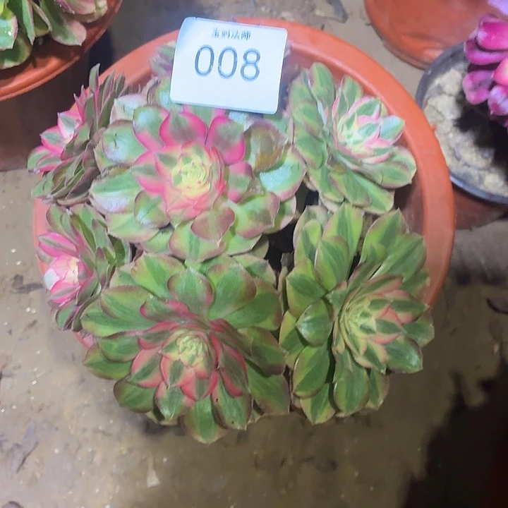 008号一物一拍一棵