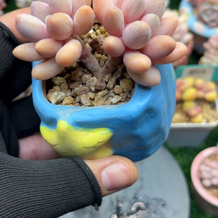 带土带盆，一物一拍