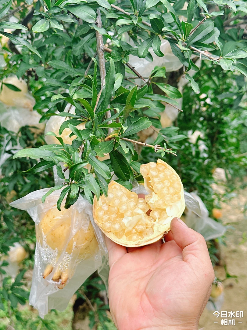 【514208-02】王大利精品富硒石榴基地  礼盒装7斤