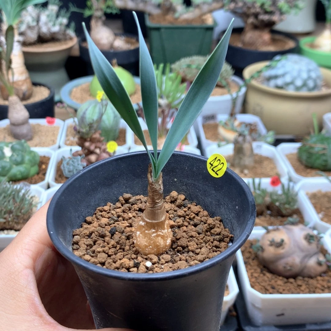 产地巨凤之卵带盆1.4cm
