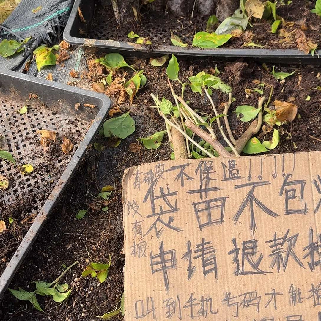 黑***丹无花朵袋苗盲盒三颗不包活8