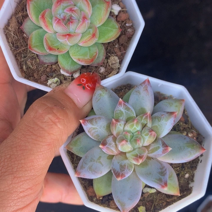 雪花珍妮  雪花美人  包邮