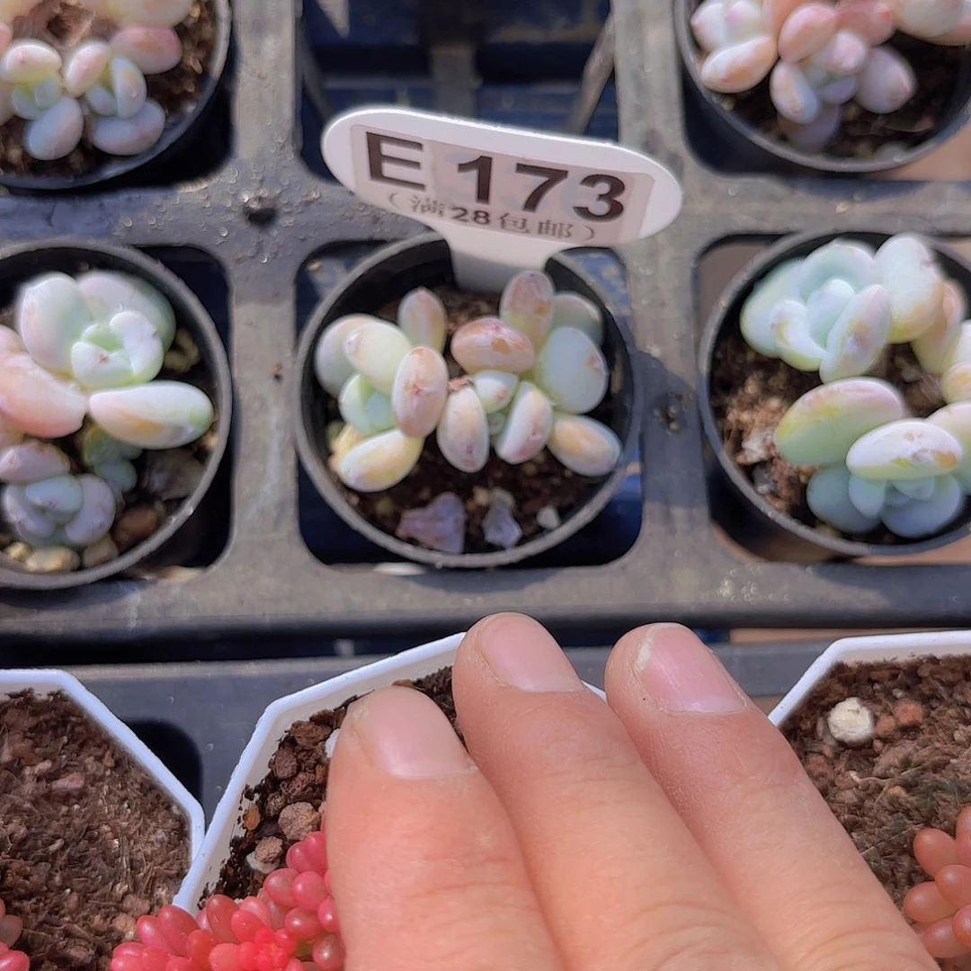 E173冷香一物一拍