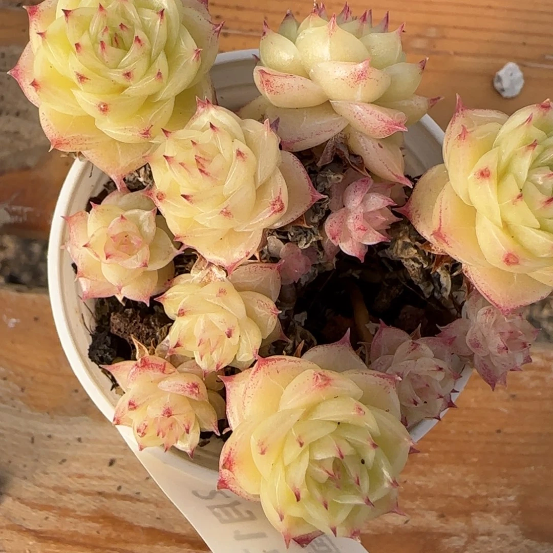 花语逸境0217-534