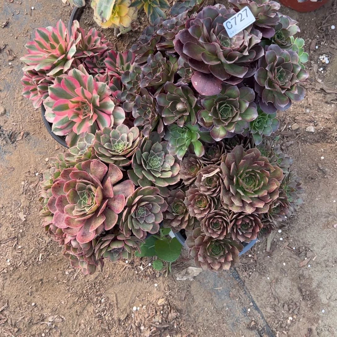 727五颗组合多肉植物