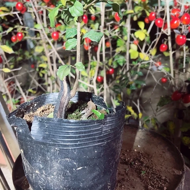 丫***)无花朵哈哈哈哈哈