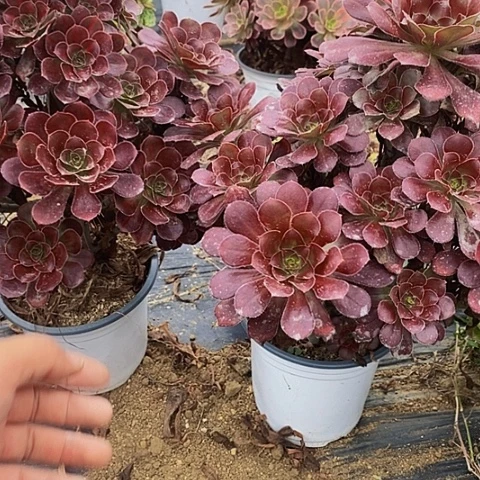 园叶老桩捧花离开两棵35号