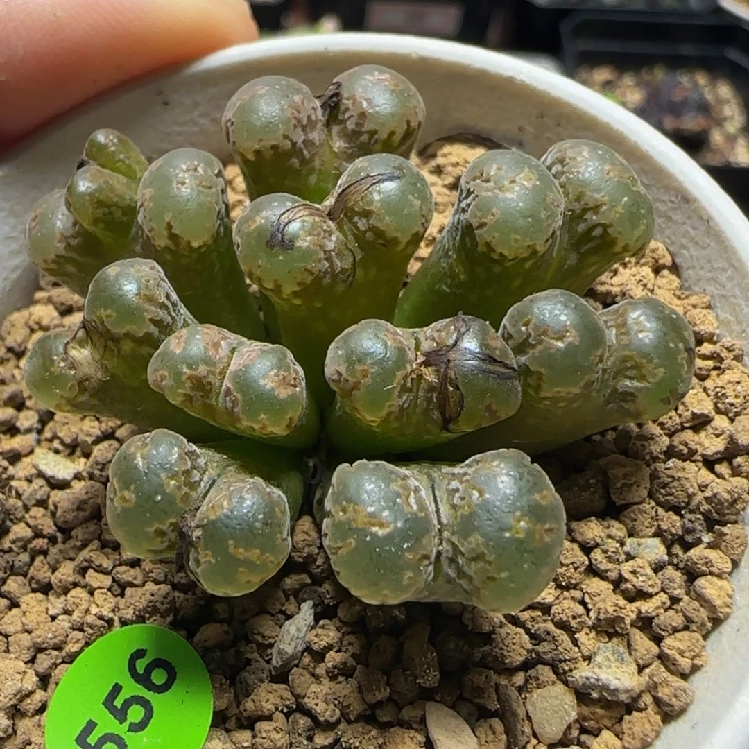 大窗火柴头勋章群多肉植物556
