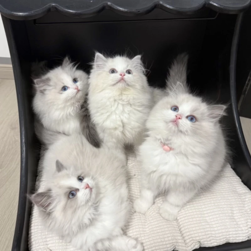 【Aniya猫舍】阿尼亚猫 活体猫猫