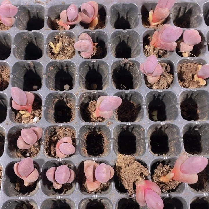 精品紫宝小穴苗2米2颗