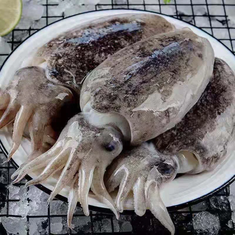 大连野生乌鱼，墨鱼3斤顺丰包邮