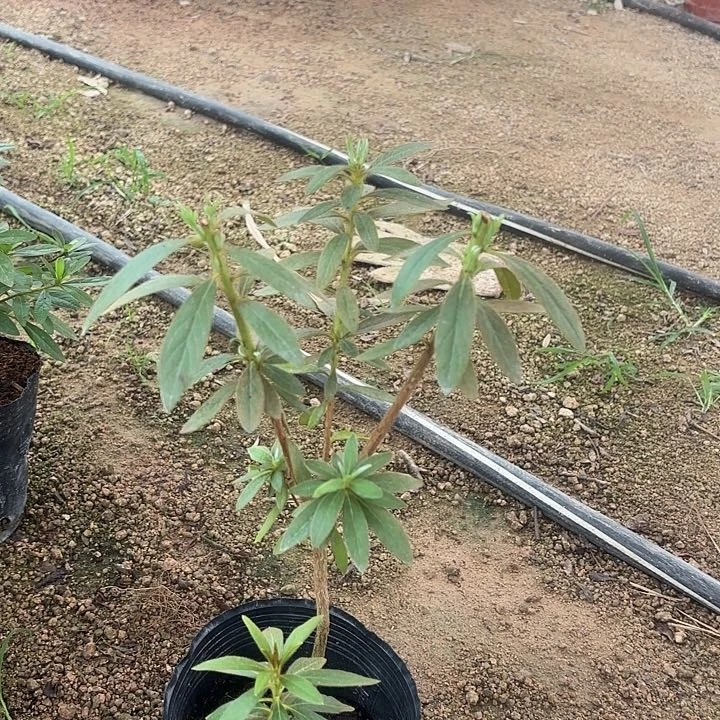 当前无花栽培后可以开花