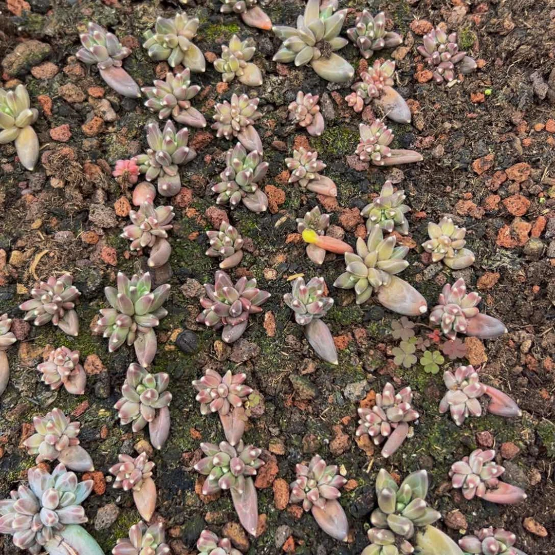 10颗大小不等大小不等