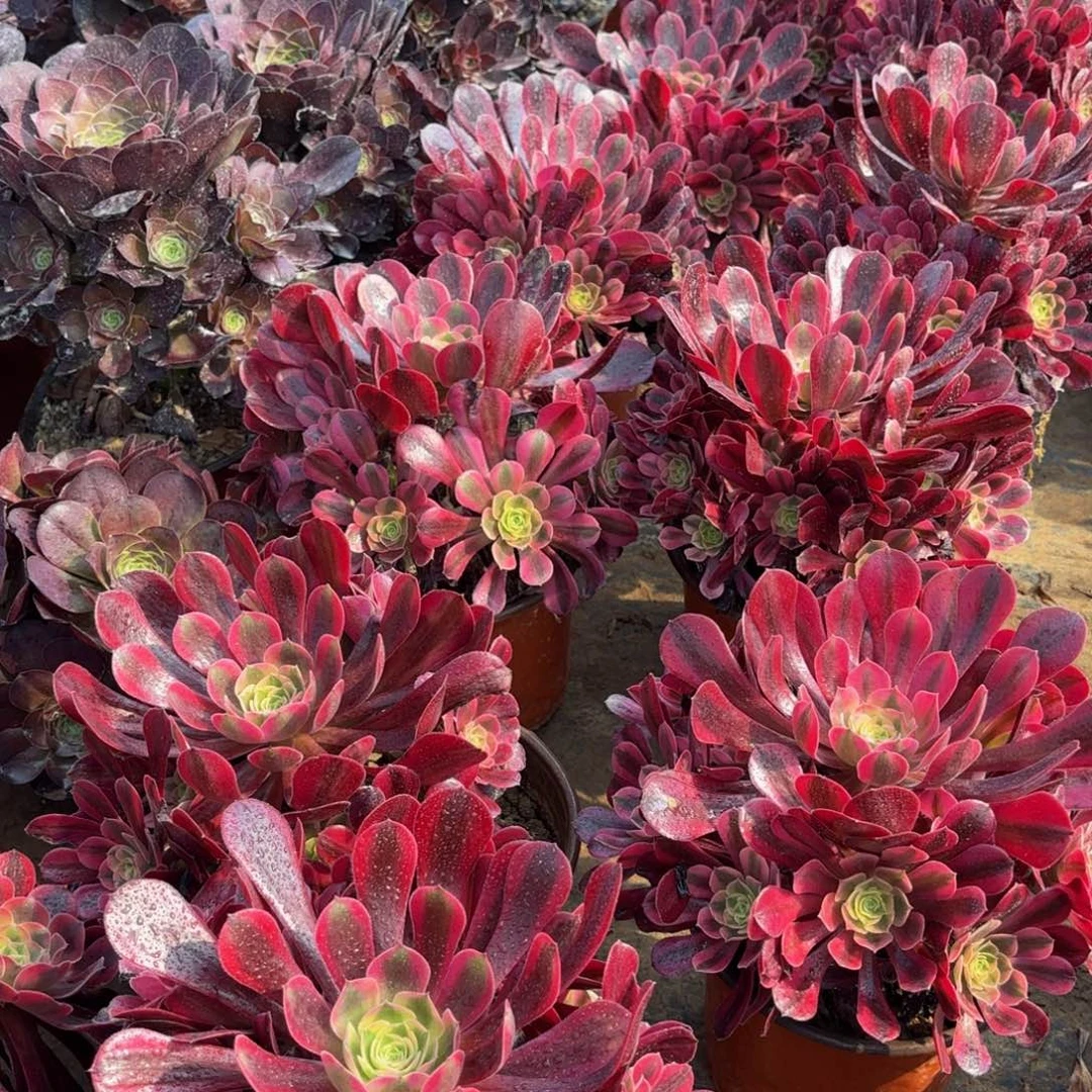 美杜莎手捧9.9多肉植物