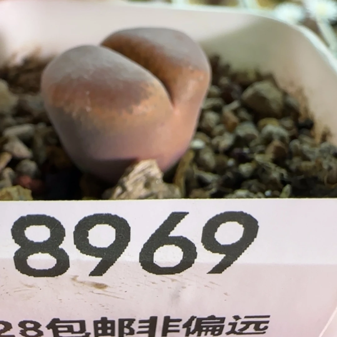 【闪购商品】ღ**ღ18969