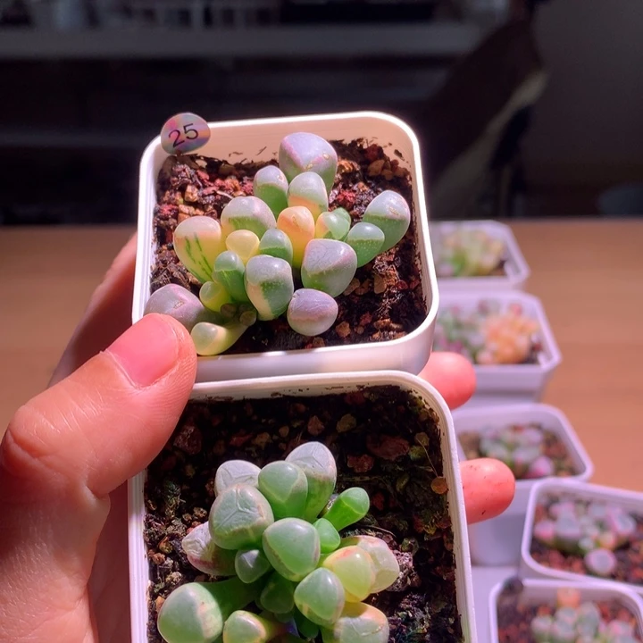 阿***园五十铃玉锦成株2棵