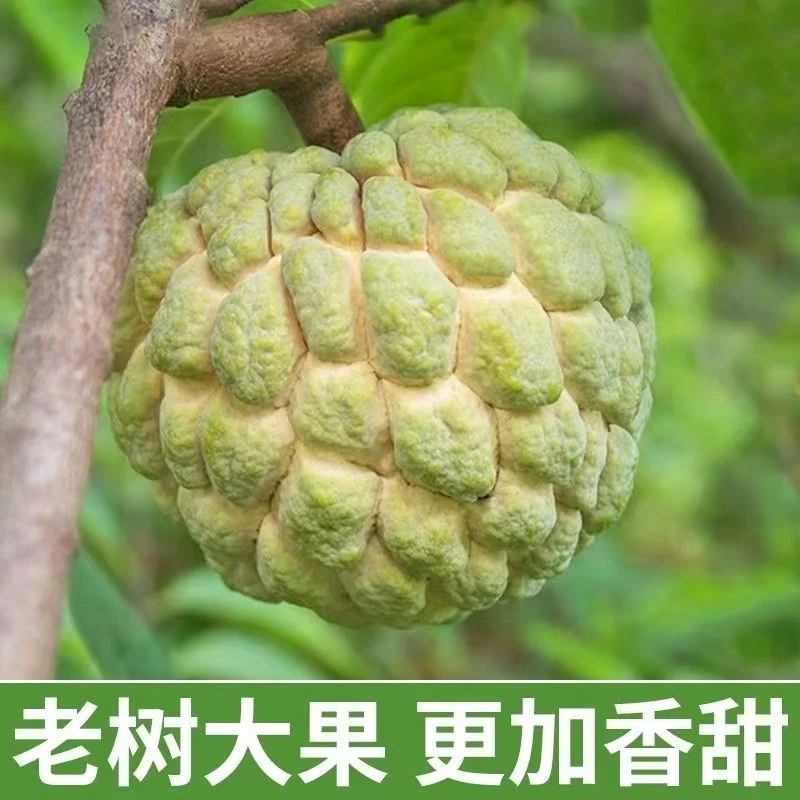 潮汕正宗樟林林檎果当季新鲜水果番荔枝大目释迦果摩尼佛头果包邮