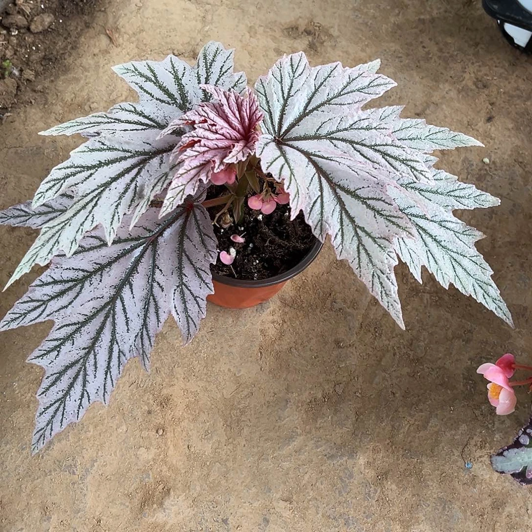 无花朵月见婴秋海棠