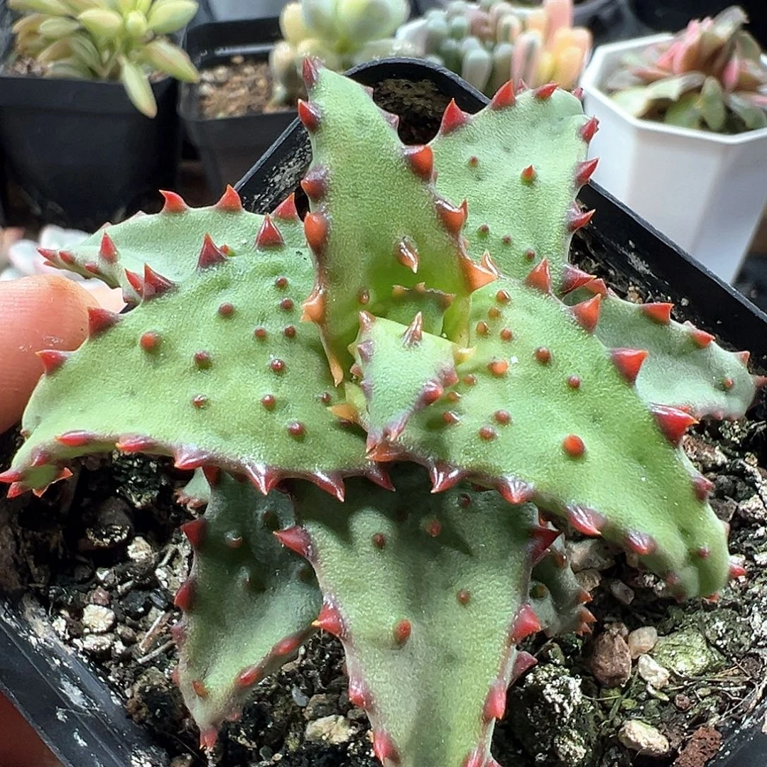 卡萨帝芦荟 小方花圃一物一拍