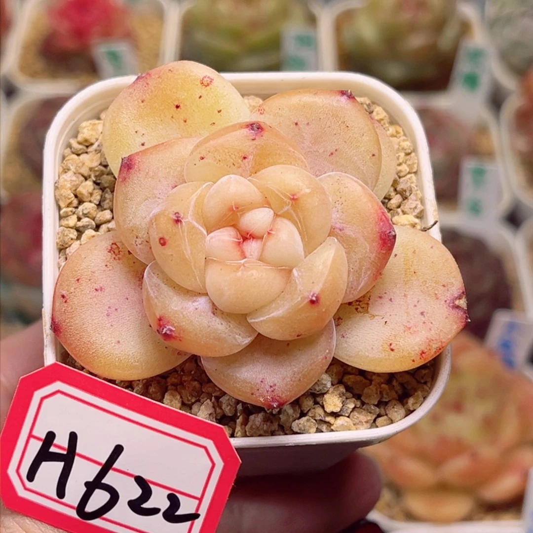 透*子H622一物一拍 幻幻兔