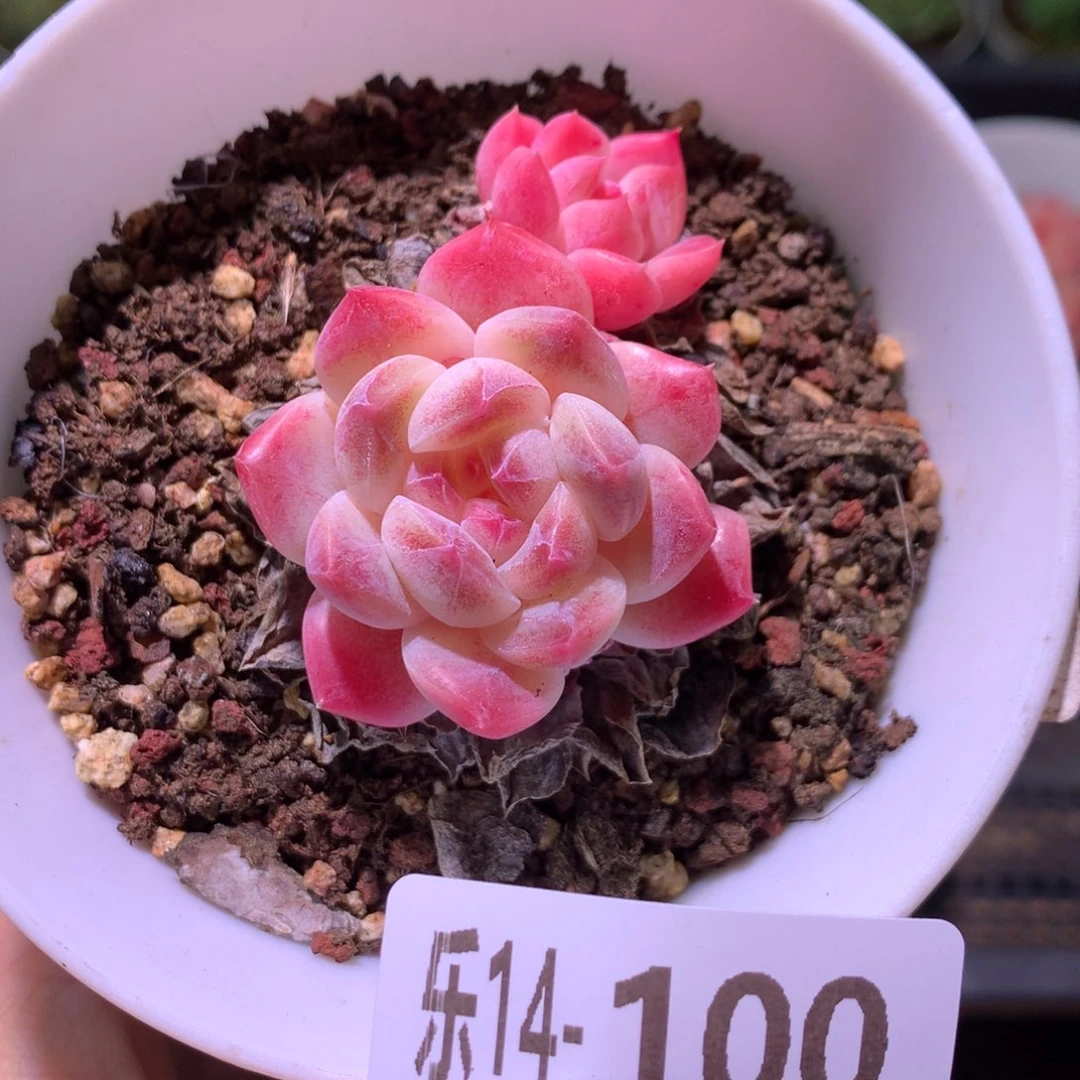 乐然14-100 秘境冰魄