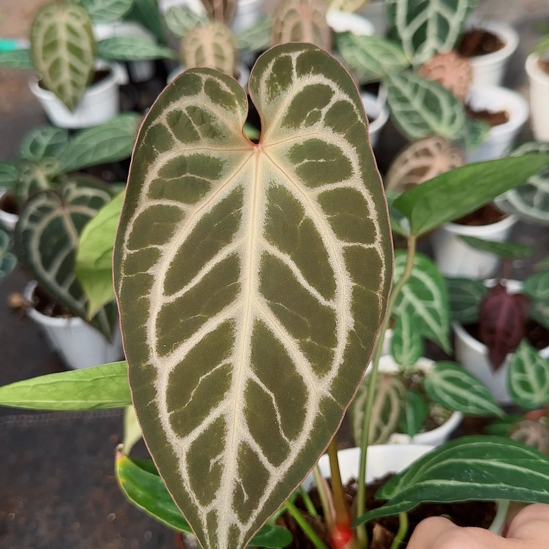 完全开放红羽毛侧芽