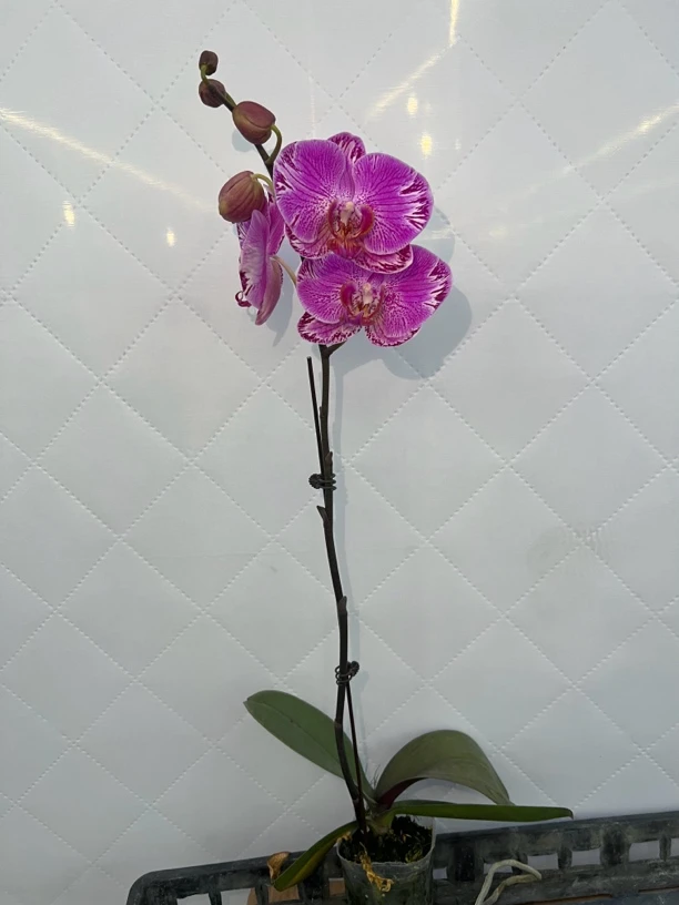 富豪优选（仙客来）蝴蝶兰花期长好养护-不组盆