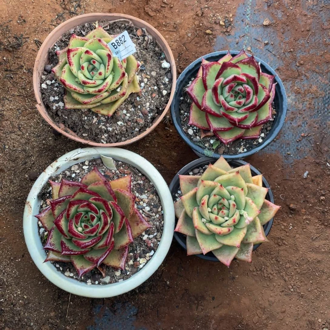 无花朵若如东云组拍B882