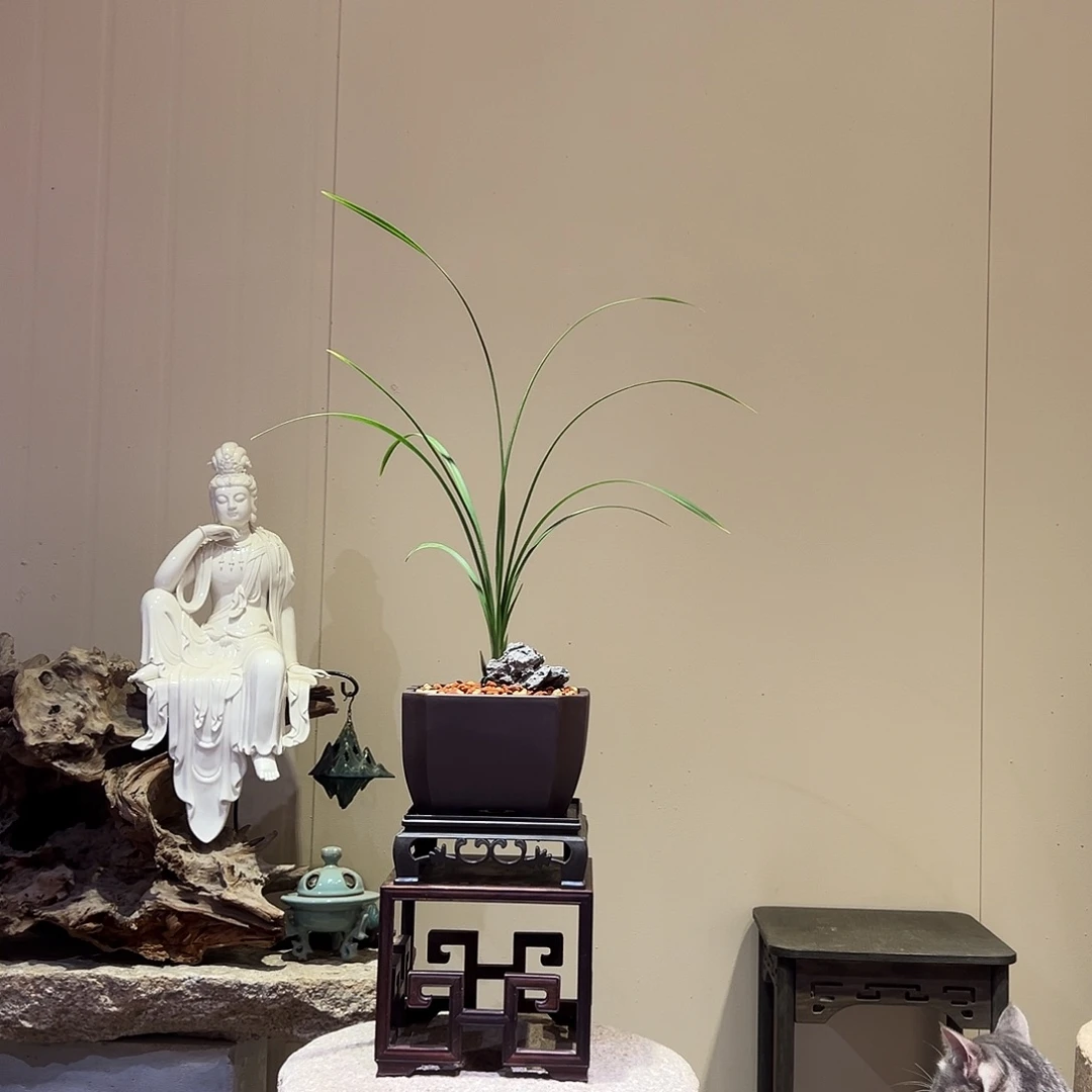 大部分花苞少量开放新津胭脂