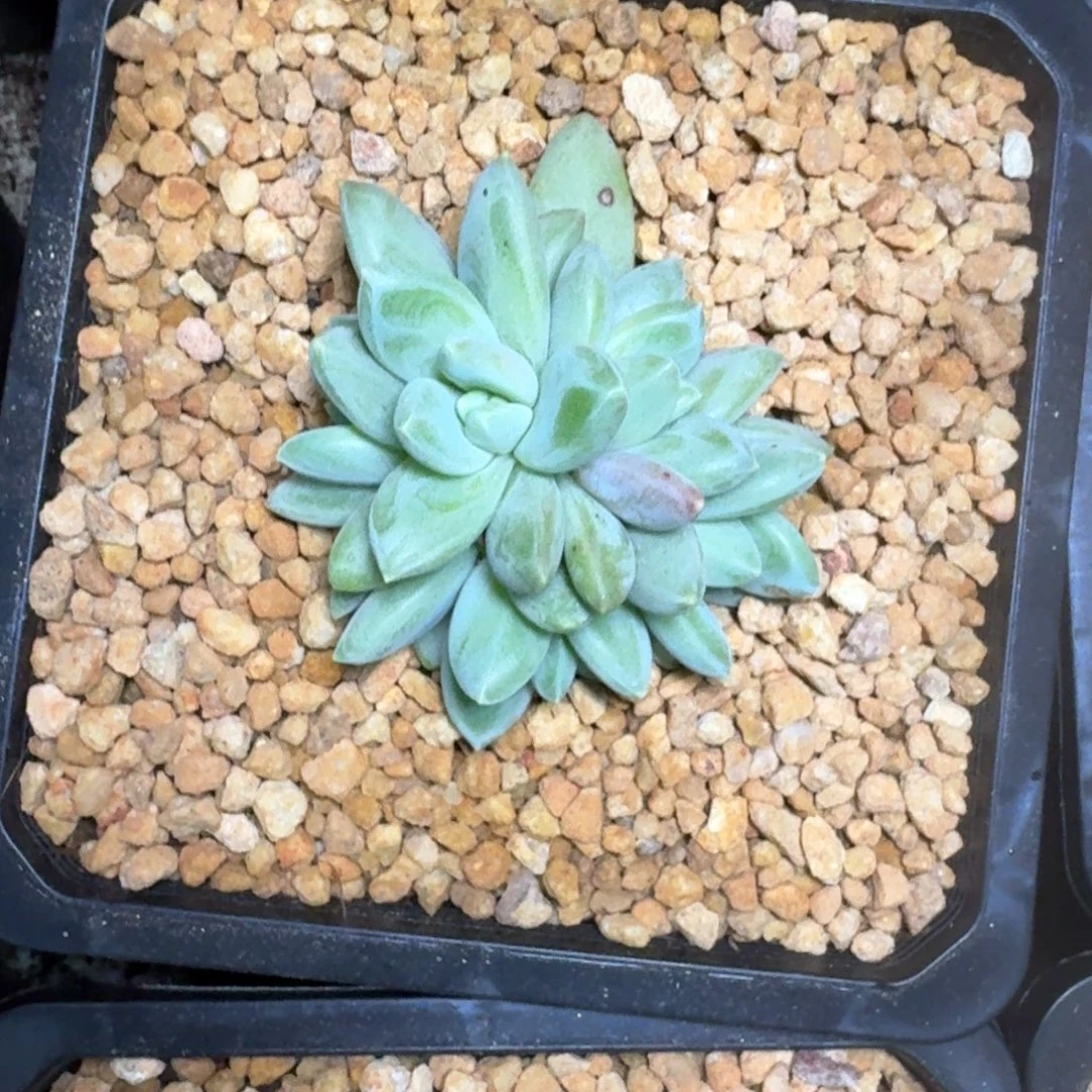 波光 群生 一物一拍