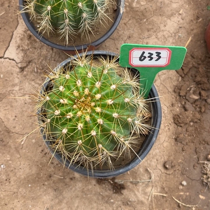 ?633。毛花柱704。