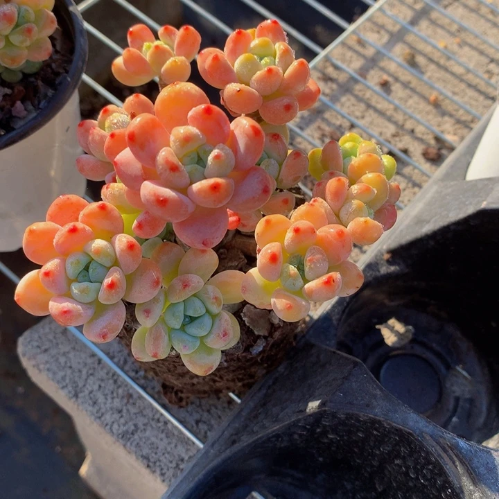 罗琦。