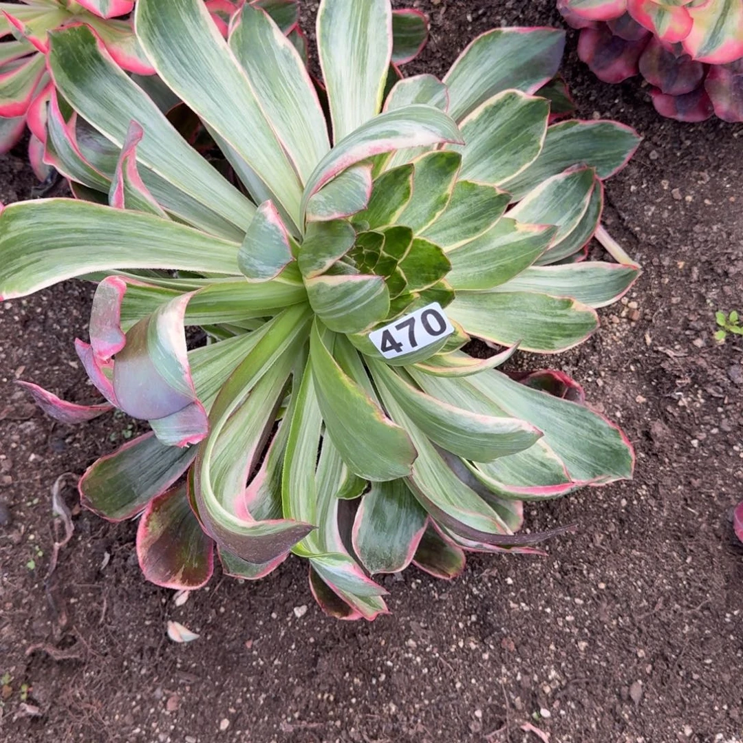 470多肉植物恶魔之眼