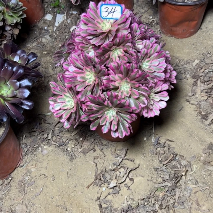 多肉植物红铜白法师34