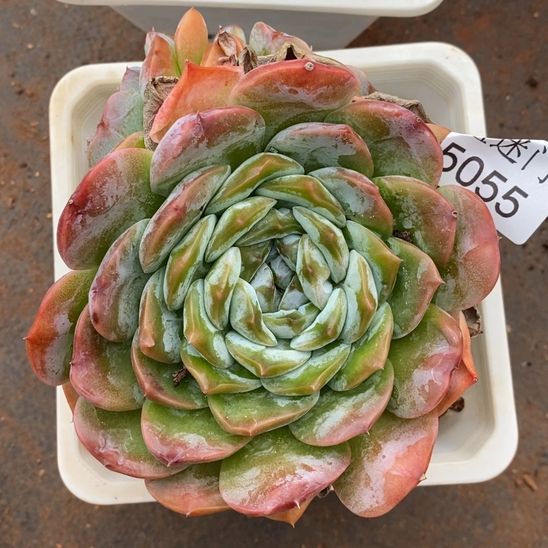 红***语杂交精品多肉5055~12厘米