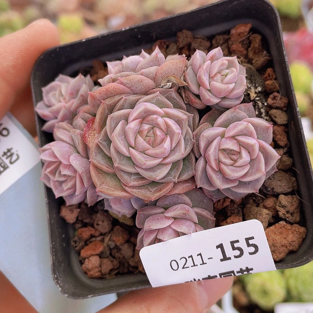 000000000000155量拍