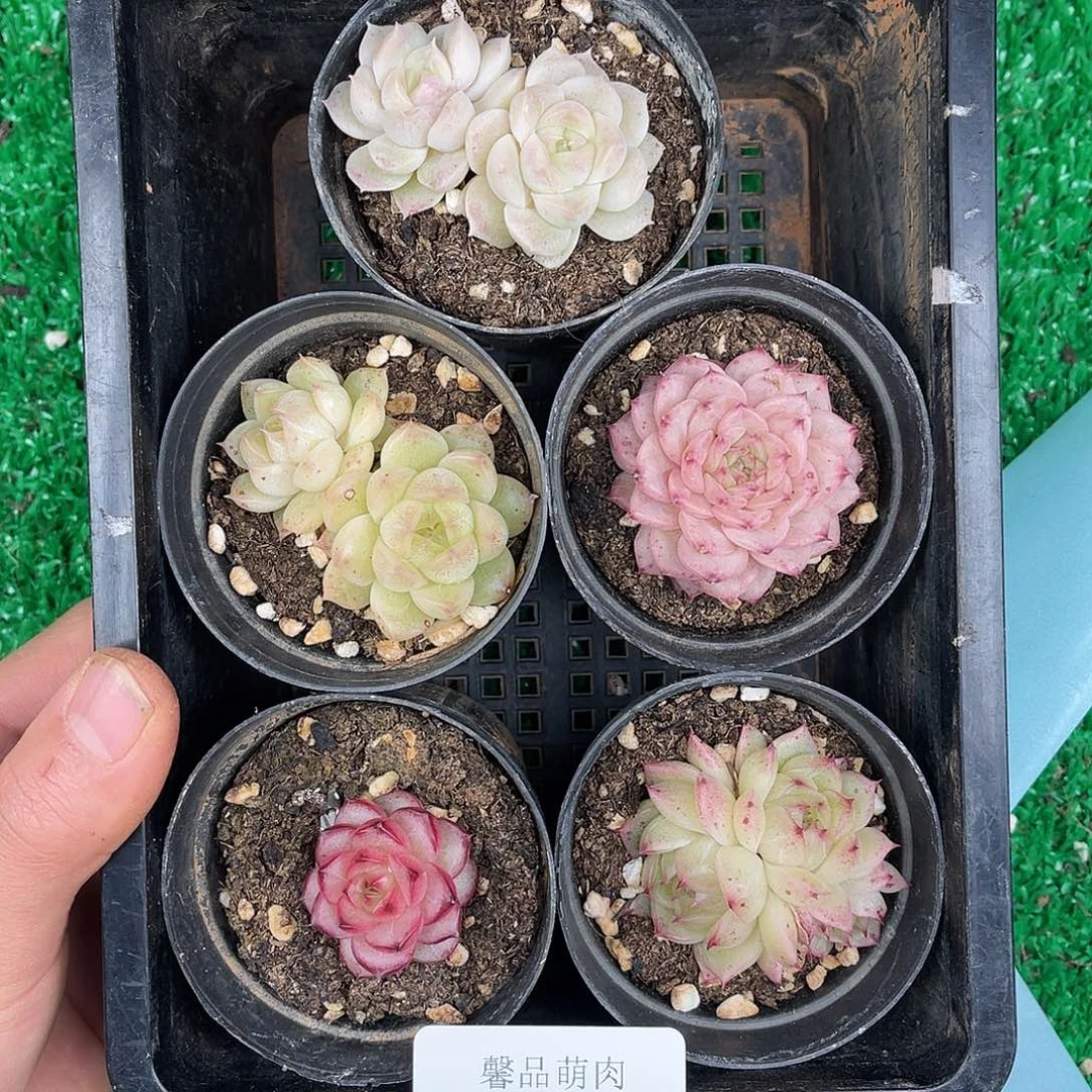 多肉一物一拍29-118