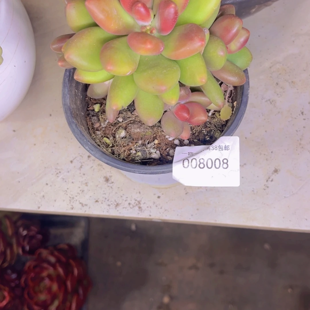 柠***宝多肉一物一拍8008