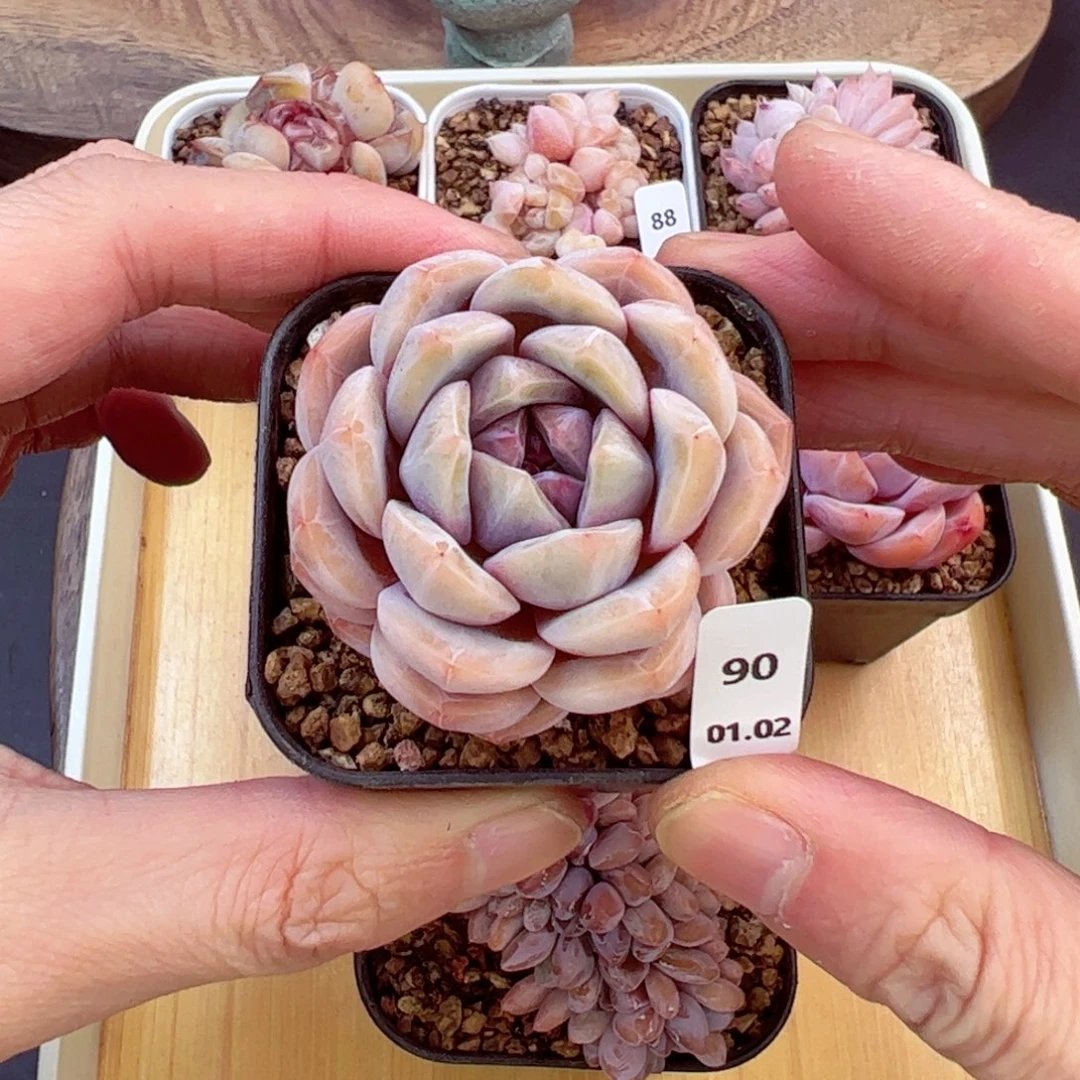 好好看90、哈哈哈哈