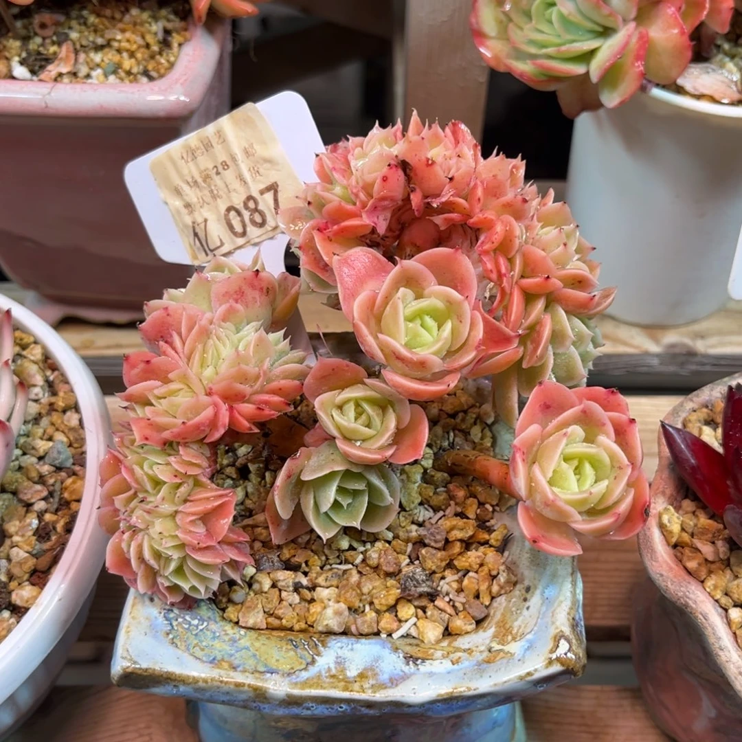 星纳塔缀dutayejinjinni