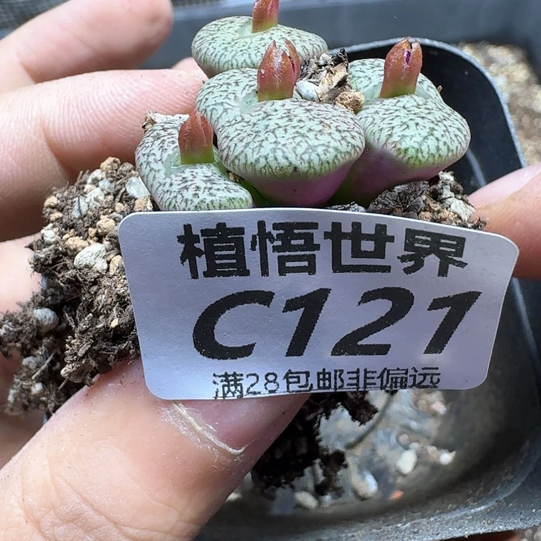 多让我的润泽fgbn