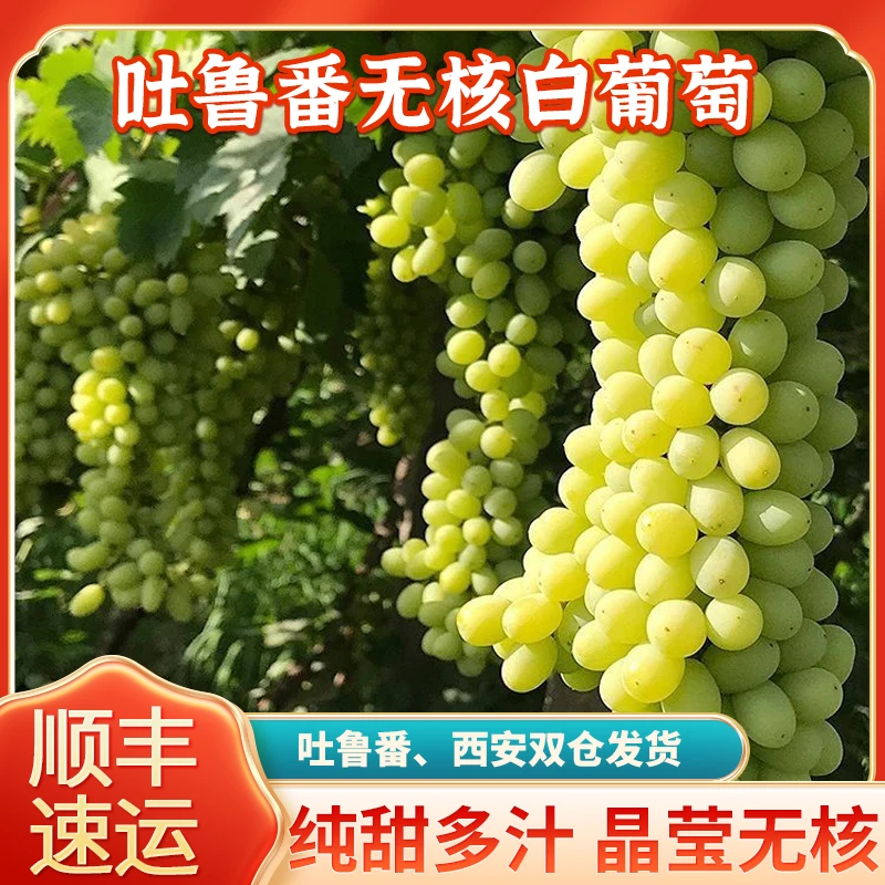 【顺丰】新疆吐鲁番无核白葡萄 当季新鲜水果无核白无籽葡萄