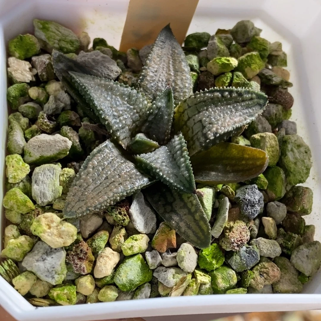 180号银狼蛛硬叶多肉