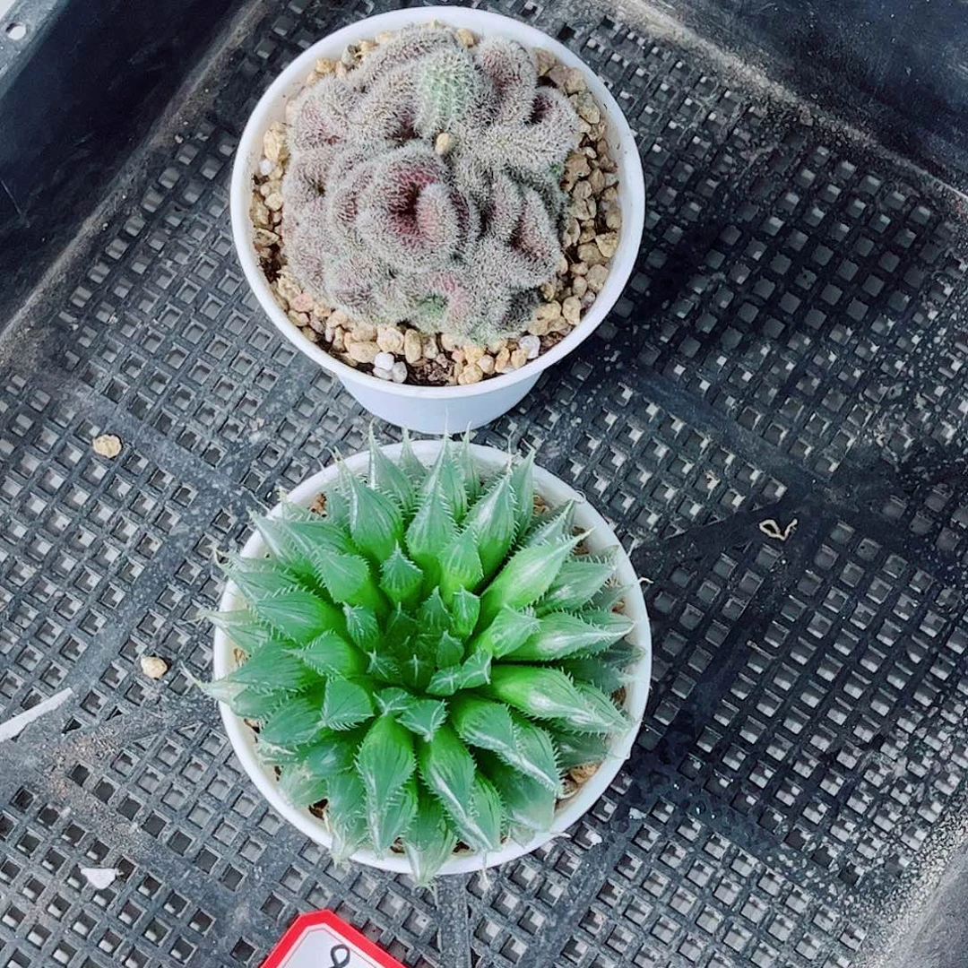 水晶掌多肉一勿一拍