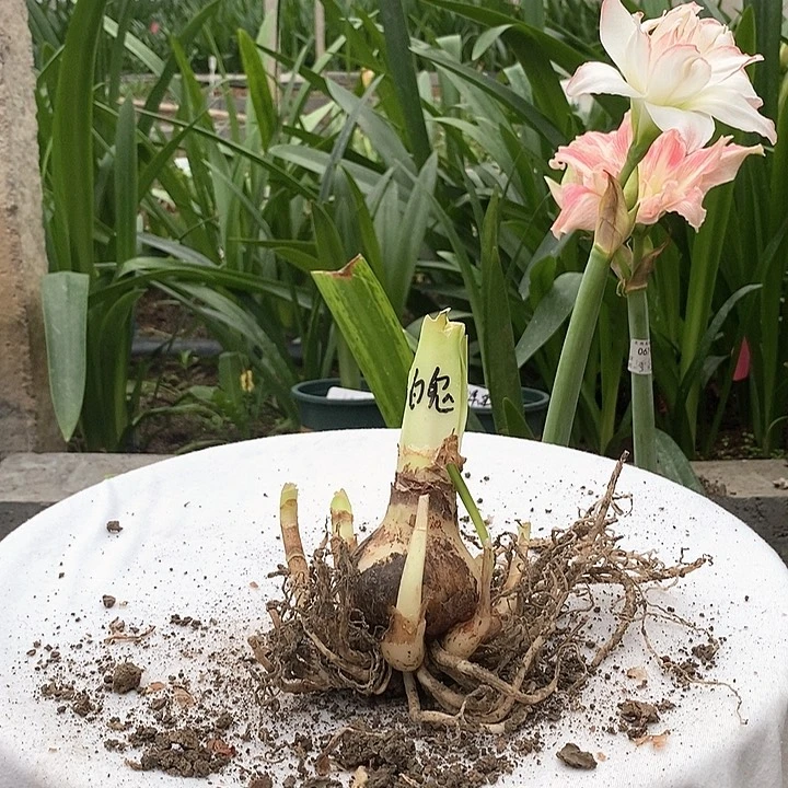 全部花苞白鬼多侧87号